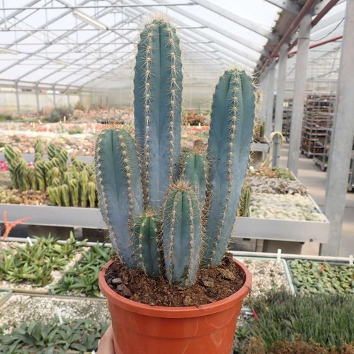 Semillas Cactus - Pilocereus Azureus
