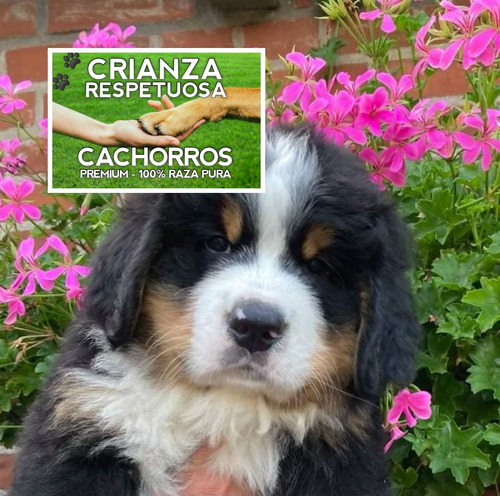 Cachorros Boyero De Berna, Machos Y Hembras Robustos, Puros