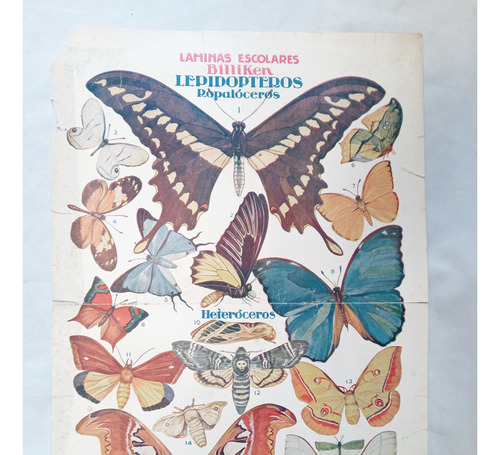 Lamina Antigua Revista * Billiken * Mariposas Lepipopteros