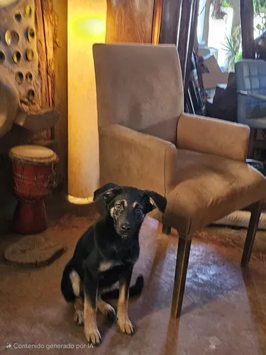 Guardería & Pensionado Canino En Bariloche Sin Jaulas