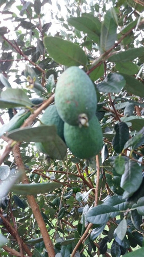 Semillas De Árbol Feijoa Fruto De Grandes Propiedades.