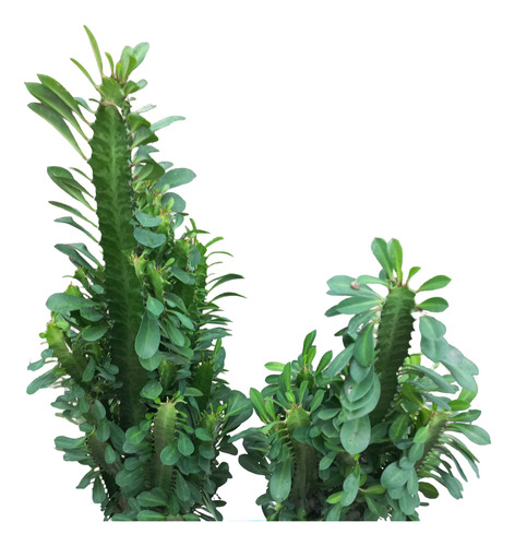 Euphorbia Verde Maceta Nro.30