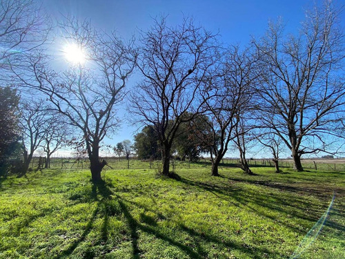 Terreno En Venta - 20.000mts2 - Mechita, Alberti