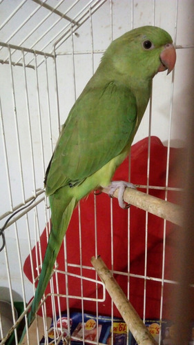 Filhote Ring Neck Mansinha! 1.120 Não Envio É Só Para O Rj.