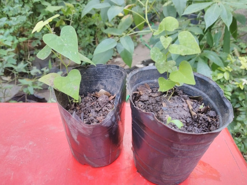 Aristolochia Triangularis.planta , Nutricia Battus Nativa .