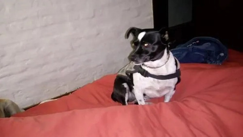 Imagen 2 de 9 de Alojamiento Individual Para Perros Pequeños En Casa Familia