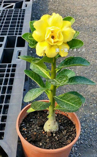 Adenium Rosa Del Desierto Amarillo