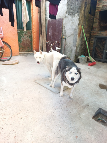 Cachorros Huskys Siberiano 