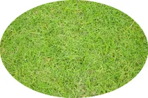 Comprar Cesped Natural, Gramilla, Cesped Bermuda, Maldonado