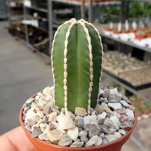 Semillas Cactus - Marginatocereus Marginatus