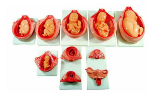 Modelo Anatomico Proceso Embrionario (10 P)