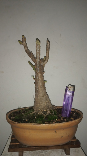 Bonsai De Ombú 15 Años Maceta Ovalada De Jinsei Bonsai