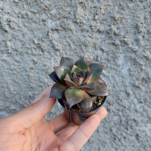 Echeveria Dionysos Suculenta P06