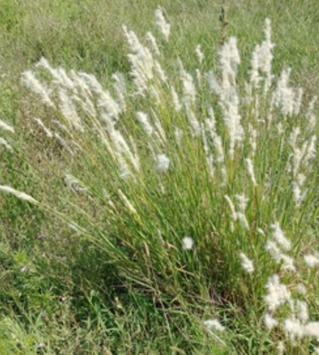 Bothriochloa Laguroides, Pasto Cola De Zorra, 30 Semillas,nv