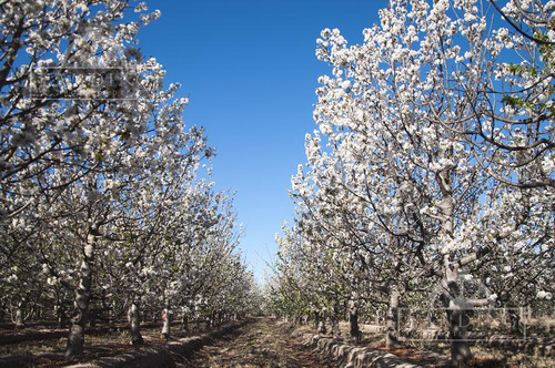 Campo - Finca Productiva De Primer Nivel, Mendoza, 80 Hectareas