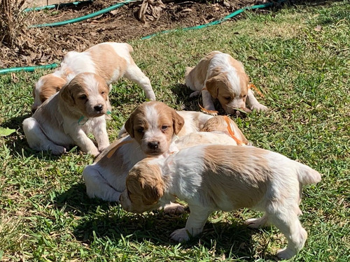 Cachorros Bretones Inscritos