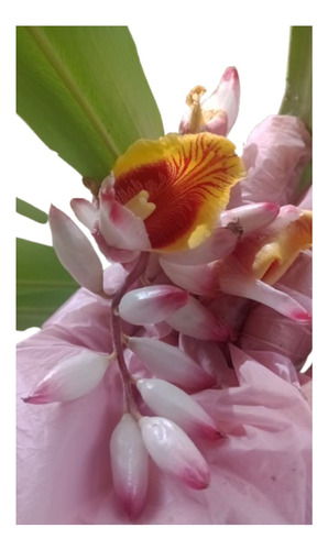 Muda Rizoma De Colônia Zerumbet Alpinia Speciosa