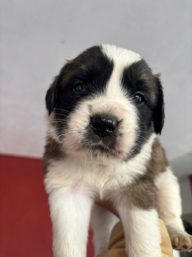 Vendo Cachorros San Bernardos
