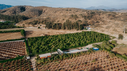 Colmo, Terreno Plano Paltos En Producción