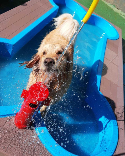 Imagem 10 de 11 de Piscina Para Cães Em Formato De Osso Com Deck E Hydrante.