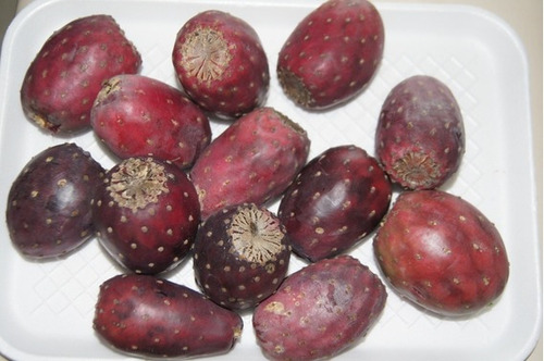 Nopal Violáceo Opuntia, 3 Pzs Penca/raqueta Color Morado (Usado)