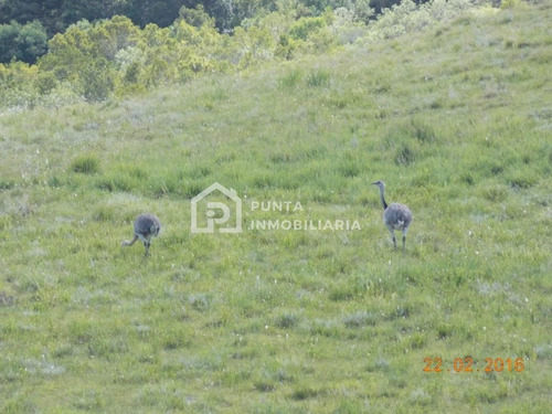 Imagen 26 de 30 de Venta Chacra 96has En Minas, Lavalleja