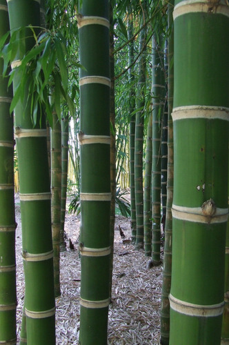 200 Semillas De Bambú Guadua Angustifolia