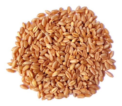 Semillas Para  Wheat Grass- Trigo Dulce 1 Kg Organico Usda
