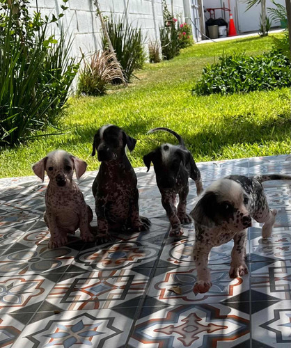 Cachorros Machos Xolos