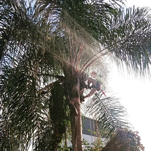 Poda En Altura Profesional-extracciones-limpieza De Palmeras