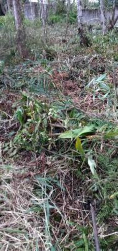 Imagem 3 de 6 de Terreno No Bairro Gaivota, Em Itanhaém, Com 250 M² De Área Total