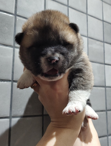 Cachorros Akita Inu