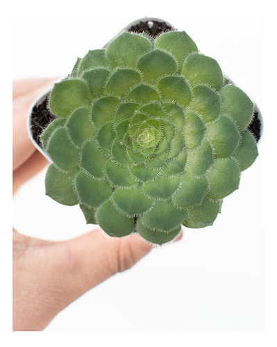 Aeonium Tabulaeforme Platillo Suculenta Colección N° 8