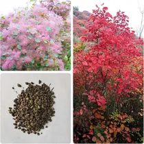 Comprar Semillas De Arbol De Plantas Raras Mas De 100 Semillas De Sm