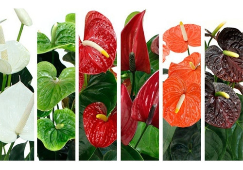 5 Mudas De Mini Antúrio Coloridos Com Flor | Parcelamento sem juros