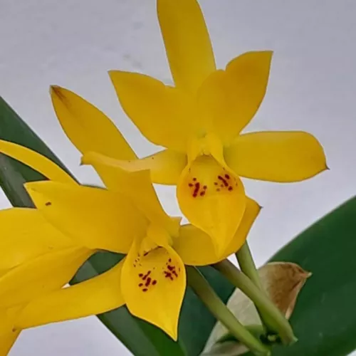 Cattleya Aurantiaca Amarela Orquídea Espécie Coleção Rara