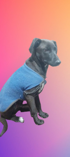 Cachorro Tomi, 5 Meses De Ternurita Total, Medianito, Un Sol