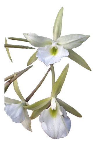 Orquidea Brassavola Tuberculata Misiones Online