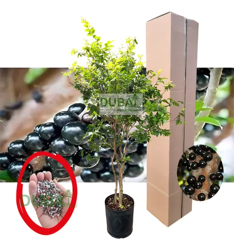 comprar Muda Jabuticaba Híbrida Precoce 1,70m - Já Produzindo