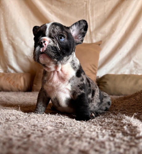 Hermosos Bulldog Francés Black Merle, Entregas Sin Cargo 