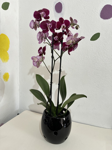 Maceta Barril Orquídea Cerámica Con Orificios
