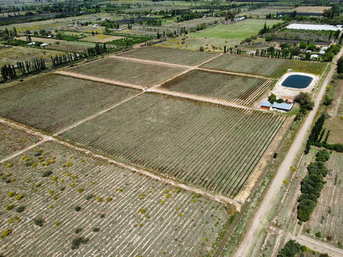 Finca, Bodega Artesanal Y Casa En San Rafael, Medoza.