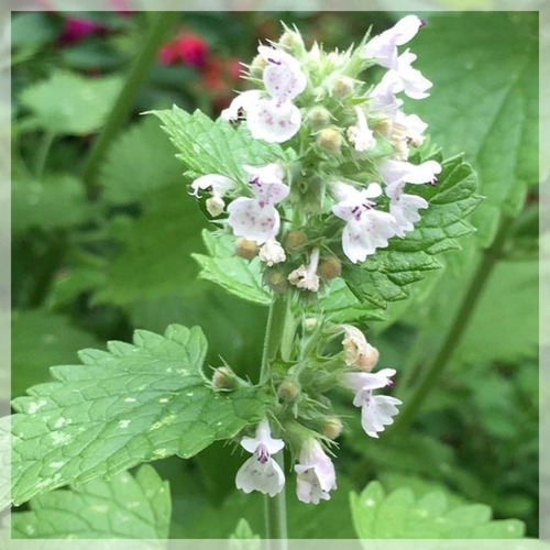 Semillas De Nepeta Cataria O Hierba Del Gato 