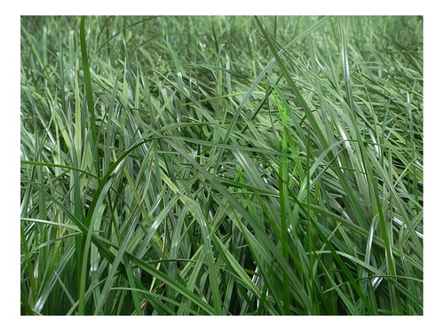 Semilla Forrajes Pastos Ryegrass Peren Aston Clima Frío 8 Lb