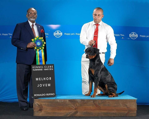 Rottweiler Filhotes Com (60 Dias)frete Gratis