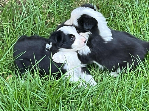 Cachorros Border Collie Inscritos