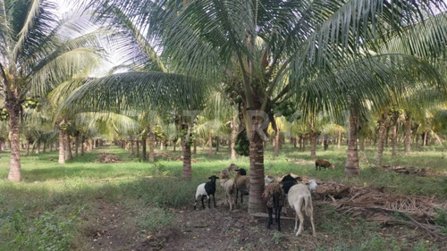 Venta De 5 Has. Sembradas Con Palma De De Coco En Coquimatlán, Colima.