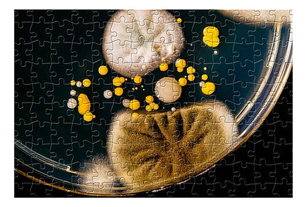 Puzzle Microbiología En Petri