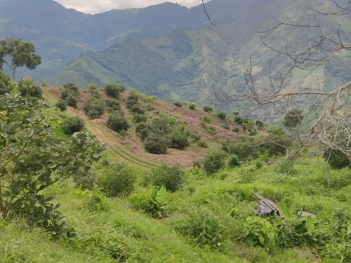 Vendo Finca De 45 Hectares O 71 Cuadras Sembradas En Aguacate Hass En Genova Quindio