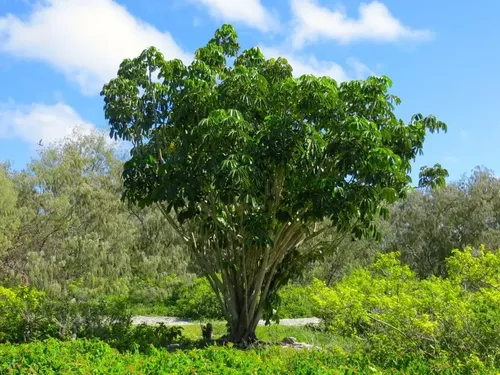Schefflera Arboricola-muda Jardim | MercadoLivre